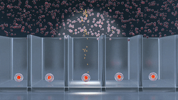Single B Cell Antibody Discovery Service