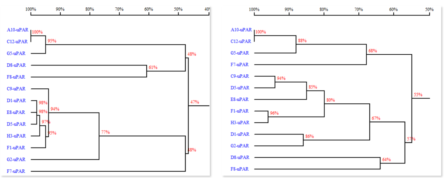 Single B-cell screening for higher diversity of antibody sequences